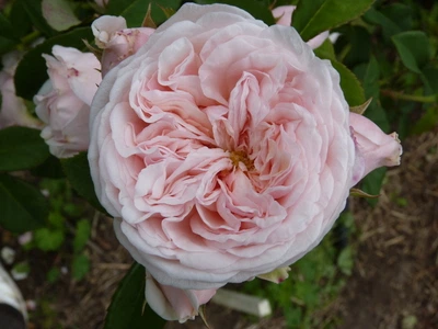 Роза Клер Роуз. (Claire Rose)
