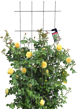 Pergola ogrodowa Kadax Russi K1668