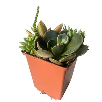 Сукуленти, зібрані в подарункову композицію №51 із семи видів кімнатних рослин, контейнер 9х9х10см (b051)