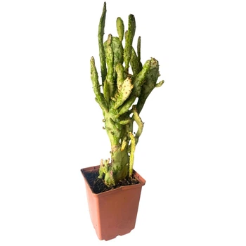 Кактус Опунція Монаканта Варіегата Вветвистая (Opuntia monacantha variegata Branched), высота растения 28 см, контейнер 9*9*10 см (s144s28)