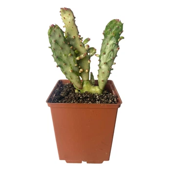 Кактус Опунція Монаканта Варіегата Вветвистая (Opuntia monacantha variegata Branched), высота растения 10 см, контейнер 7*7*9 см (s144s10)
