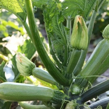 Семена кабачка Корделия, Syngenta, 5 шт.