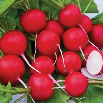 Редис Сакса Satimex 10 г