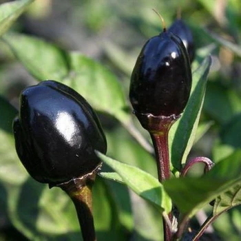Насіння Перець гострий декоративний Black Olive, Capsicum Annuum 5 шт/уп