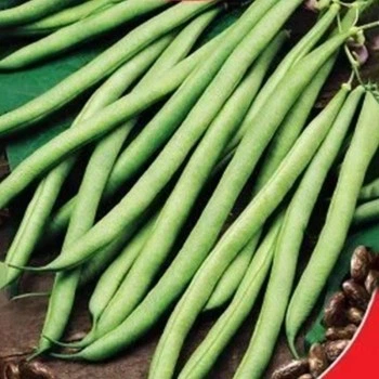 Семена GL Seeds Фасоли спаржевой Поп Топ среднеранний 10г