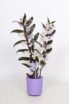ДендробиумBamboo орхидея 2 веткиmakeupz purple (BXMP2) - Supergreeny - арт. 00000004349