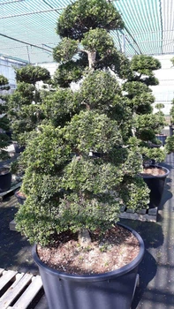 Бонсай Вяз (150 см) в пластиковом горшке диаметром 70 см - Supergreeny - арт. 00000018298