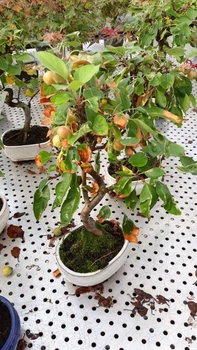Бонсай Яблоня (45 см) в круглой плошке диаметром 20 см - Supergreeny - арт. 00000018293