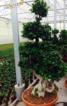 Бонсай Фикус Гинсенг (200 см) в керамическом горшке диаметром 55 см - Supergreeny - арт. 00000012515
