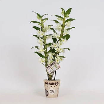 ДендробиумBamboo орхидея pure белая apollon 2 ветки, + tros, 55 cm(BX2AP)58 - Supergreeny - арт. 00000004999