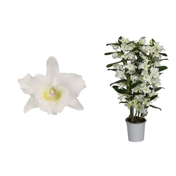 дендробиум nobile apollon 3 ветки24+ (DNAP03B0I2) - Supergreeny - арт. 00000006475