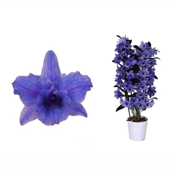 дендробиум nobile цветов purple 2 ветки i (NCPU02B0I7) - Supergreeny - арт. 00000006479