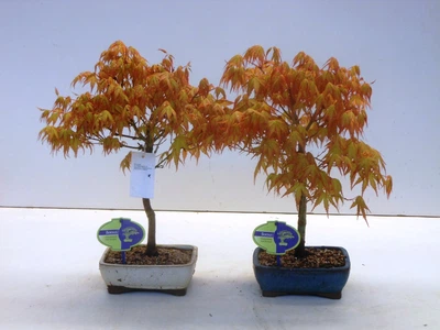 Бонсай Клен Palmatum Katsura (40 см) в керамическом горшке диаметром 15 см - Supergreeny - арт. 00000008287