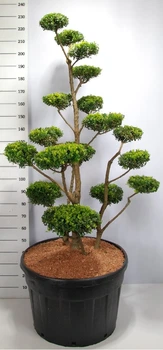Бонсай Падуб городчатый «green hedge» (145 см) в пластиковом горшке диаметром 80 см - Supergreeny - арт. 00000012569