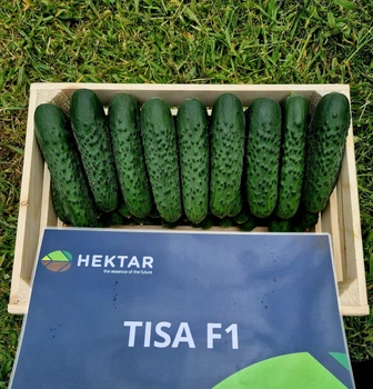 Огурец Тиса F1 Tisa F1 семена 100 шт Hektar