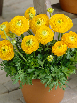Ранункулюс (лютик) Tomer Yellow (5 шт. в упаковці)