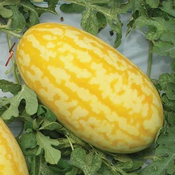 Арбуз Жако F1 Azia Seed 5 шт (zip-paket)