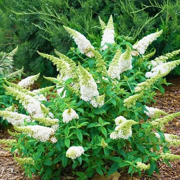 Буддлея Давида Уайт Профьюжн (White Profusion) горщик 1л