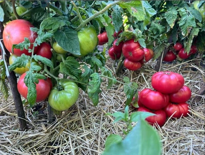 Томат Гном Укус змеи (80 см) 0,1 г