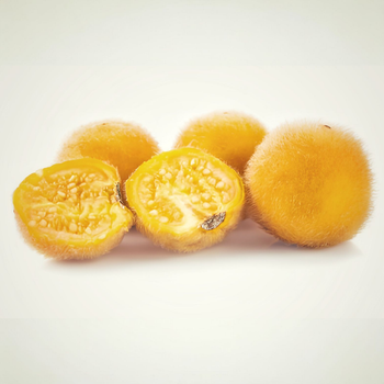 Насіння Паслін індійський Теронг Булу, Solanum ferox 5 шт/уп