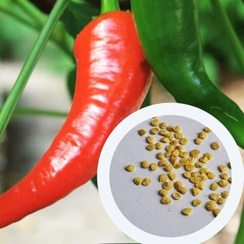 Перец острый Pepperoncini italy семена (5 шт) красный Пепперончини до 500 SHU