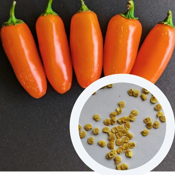 Перец острый Jalapeno Orange семена (5 шт) оранжевый Халапеньйо до 8 000 SHU