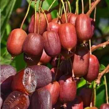 Саджанець Актинідія аргута "Scarlet September Kiwi"