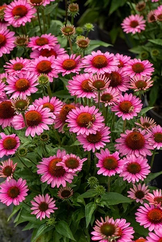 Ехінацея "SunMagic ' Vintage Pink" квіти для саду у горщиках