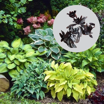 Семена Хоста гибридная Hosta hybrida, микс цветов, 10 шт