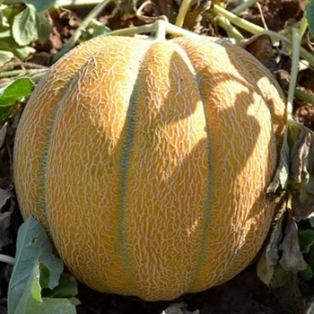 Дыня Эфиопка (среднеранняя) 10 г