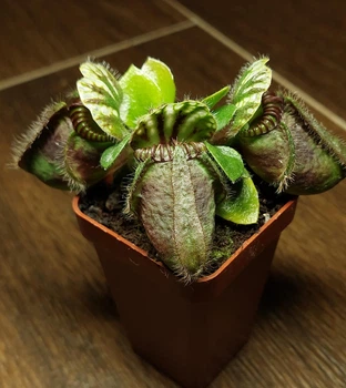 Рослина Цефалотус Фолікуляріс Cephalotus follicularis в горщику Більший Комахоїдна рослина