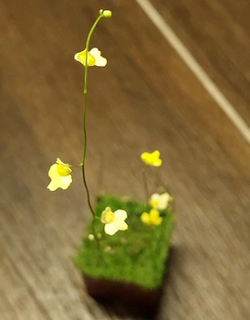 Рослина Пухирник Пузирчатка Пухирчатка Utricularia Subulata хижа рослина в горщику