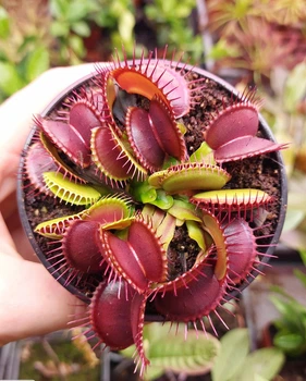 Рослина Dionaea muscipula Венерина мухоловка Діонея невелика в горщику