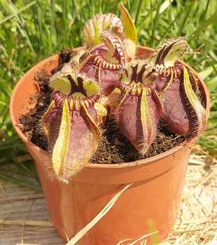 Рослина Цефалотус Фолікуляріс Cephalotus follicularis в горщику Комахоїдна рослина