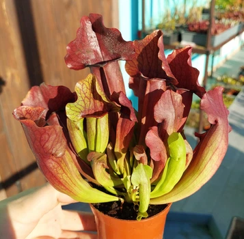 Рослина Сарраценія Марун Sarracenia Maroon Комахоїдна рослина в горщику дітка