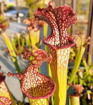 Рослина Сарраценія Sarracenia хижа рослина в горщику
