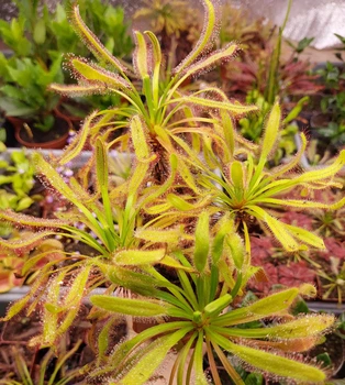 Насіння росянка Капська Широколиста Capensis Broad 20шт