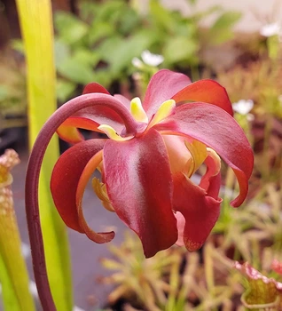Рослина Сарраценія Sarracenia Purple Haz Хижа рослина в горщику