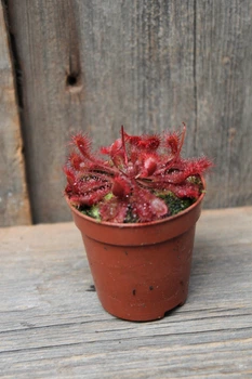 Росянка лопатчатая Drosera spatulata