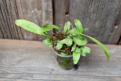 Пузырчатка длинолистная Utricularia Longifolia