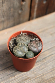 Литопс микс Lithops mix Живые камни