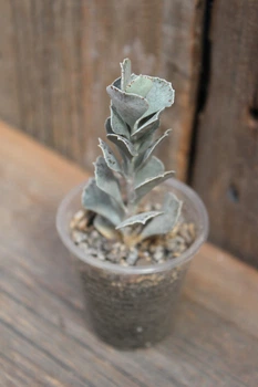Каланхое ромбовидно-волосистое форма виридифолия Kalanchoe rhombopilosa var.viridifolia