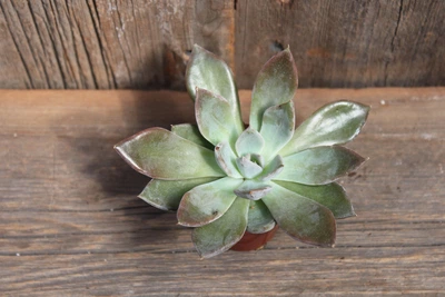 Ехеверія Сілвер Квін Echeveria Silver Queen