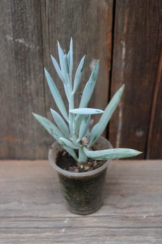 Крестовник фикусовидный Senecio ficoides