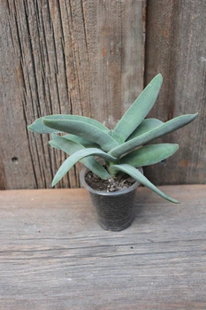 Крассула пронзеннолистная фальката Crassula perfoliata var. falcata