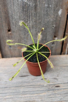 Росянка капская Drosera сapensis