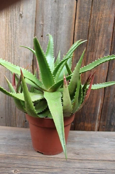 Алоэ бусей Aloe bussei