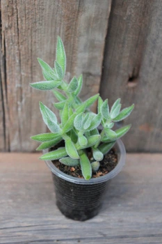 Крассула мезембріантемоподібна Crassula mesembryanthemoides