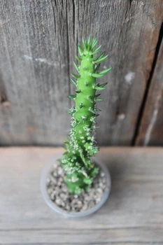 Аустроцилиндропунция шиловидная Austrocylindropuntia subulata