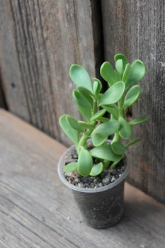 Сенецио Крестовник Якобсена Senecio Jaobsenii